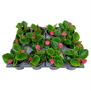 Bild von Begonia P9 Grbl Rose
